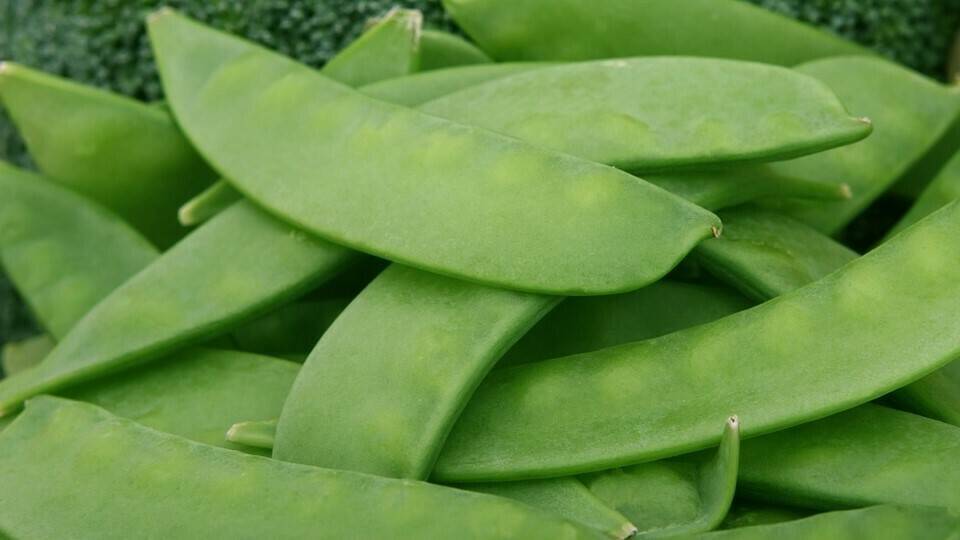 beans-1239175_960_720|451x433--not-18-10-19-02|583x404--not-18-10-19-01|1024x671-not-18-10-19-main